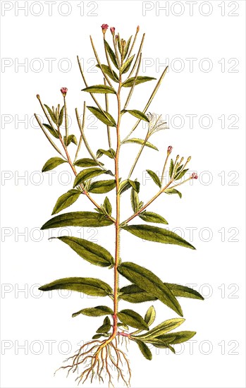 Epilobium villosum