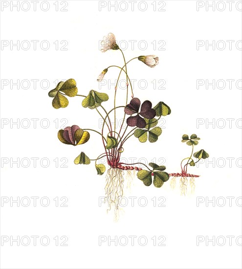 wood sorrel