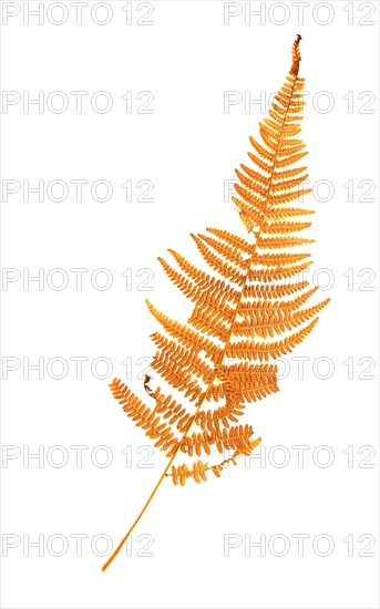 'True Male Fern