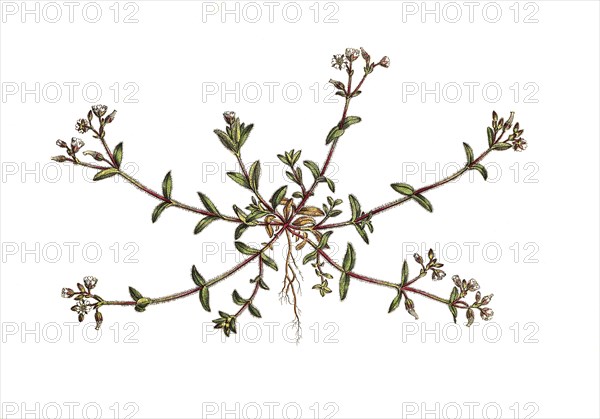 Knotted Hornwort