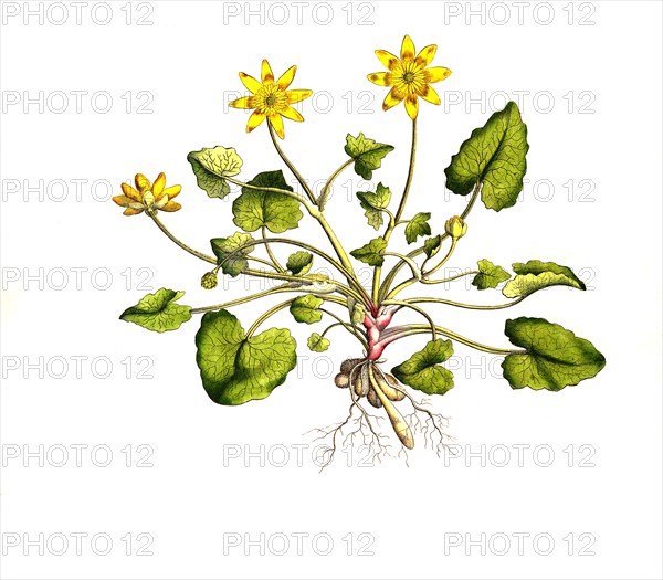 Lesser Celandine