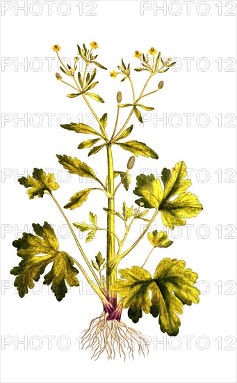 Poison Ranunculus