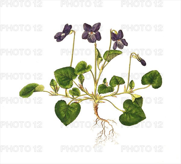 Dog Violet