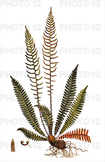 rib fern