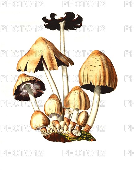 Agaricus ovalus