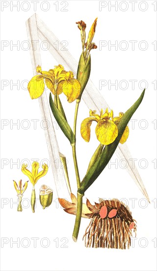 Marsh iris