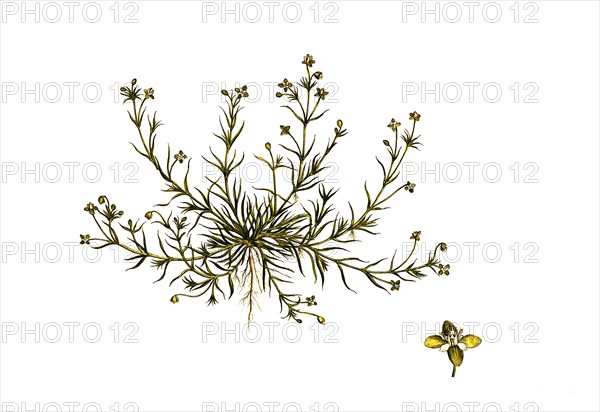 Prostrate Pearlwort