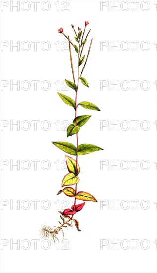 Mountain Willowherb