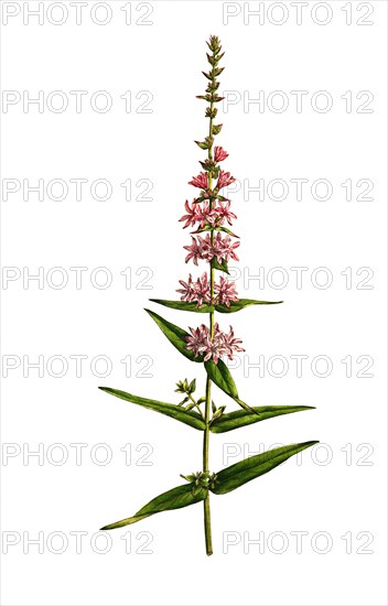 Common loosestrife