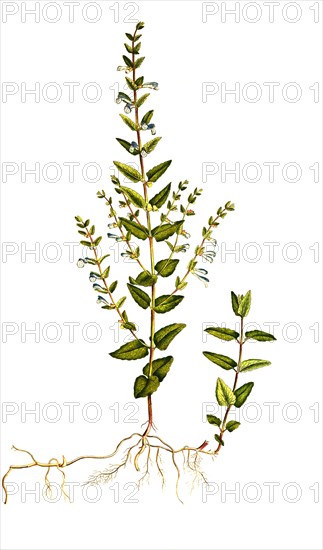 Marsh Skullcap