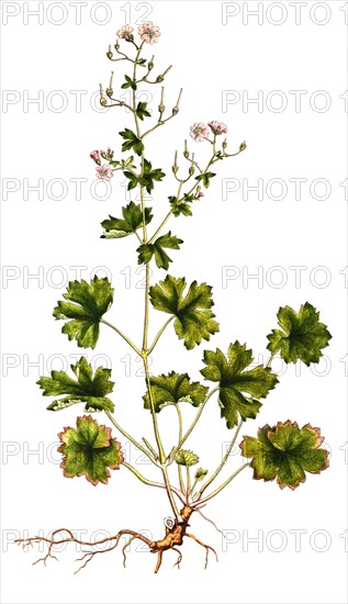 Pyrenean cranesbill