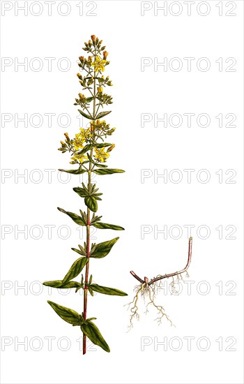 Hairy St. John's Wort