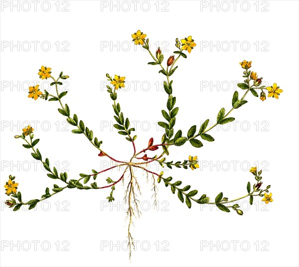 St. John's wort prostrate