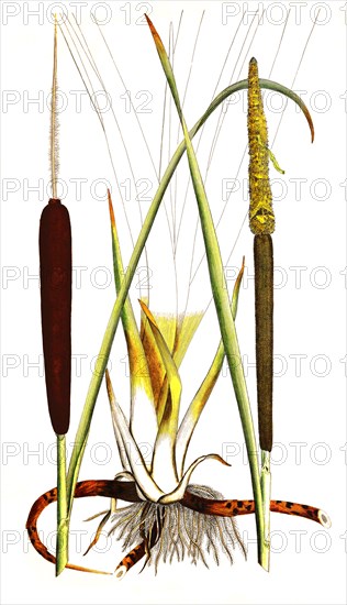 Broadleaf Cattail