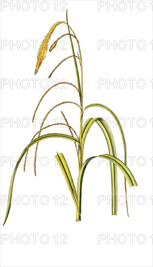 Hanging sedge