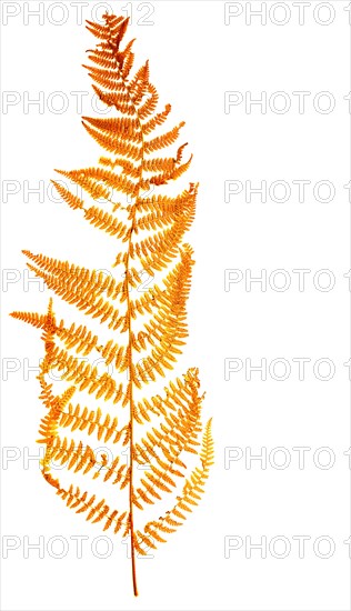 royal fern