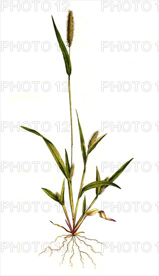 panicum viride