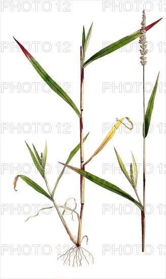 Panicum verticillatum