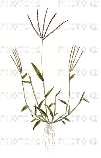 Panicum sanguinale