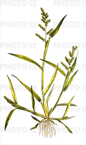 'Panicum crus galli