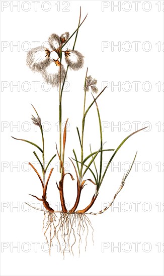 Narrow-leaved cotton grass