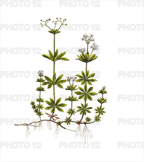 Woodruff or Fragrant Bedstraw