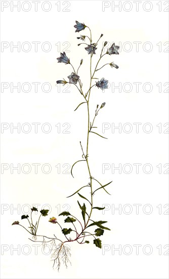 Round-leaved bellflower