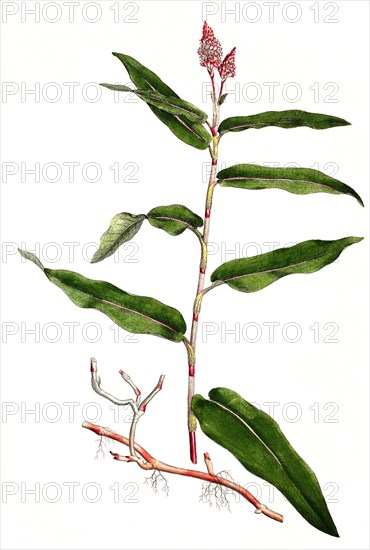 water knotweed