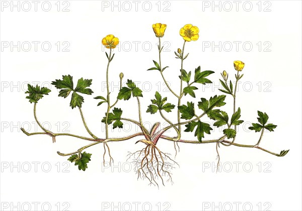 Creeping buttercup