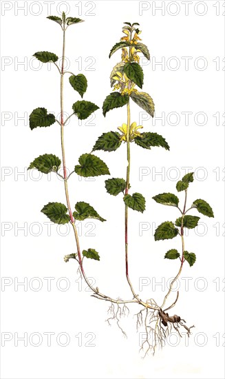 Common gold nettle