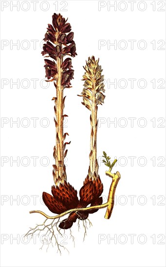 Thyme Broomrape