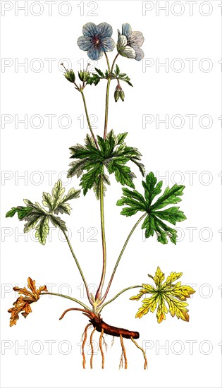 Meadow cranesbill