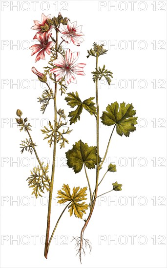 Musk Mallow