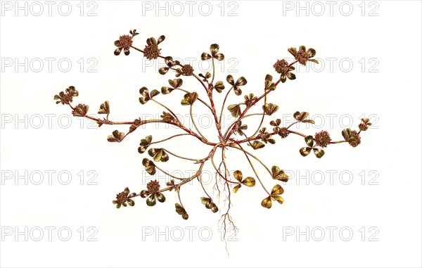 Trifolium glomeratum,Buschklee / is a species of clover known by the common names clustered clover