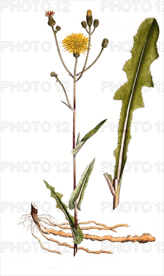 Field Sowthistle