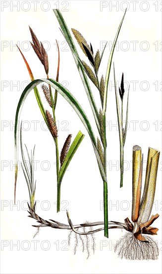 shore sedge