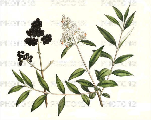 Common privet