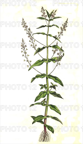 Blue Water Speedwell