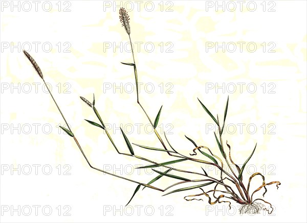 Kink Foxtail Grass