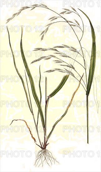 Bromus giganteus