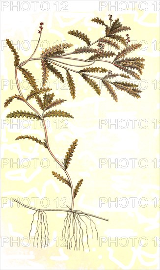 Frizzy pondweed