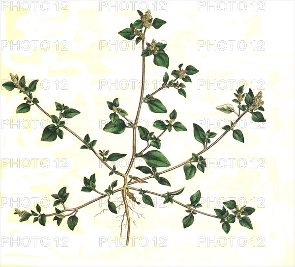 Chenopodium olidum