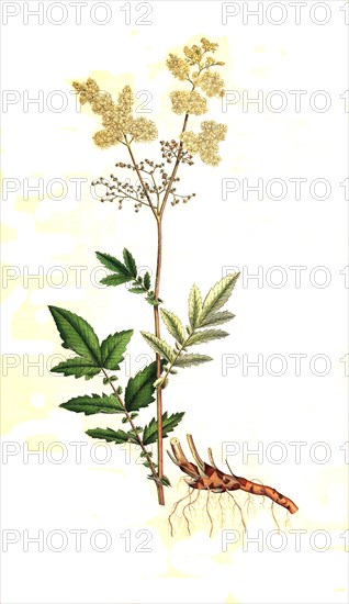 Real meadowsweet