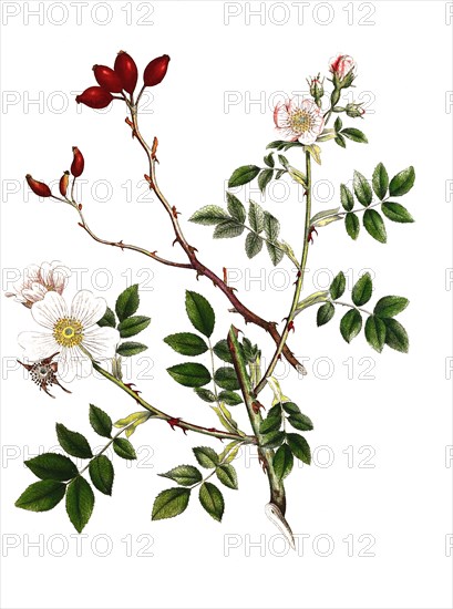 dog rose