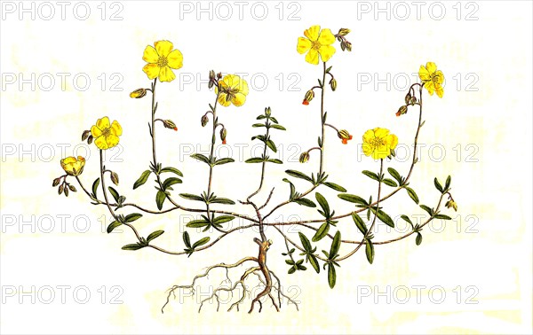 helianthemum