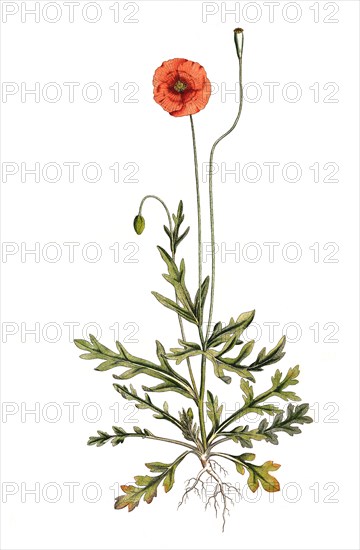 seed poppy