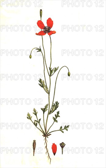 sand poppy