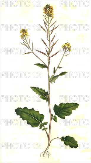 field mustard