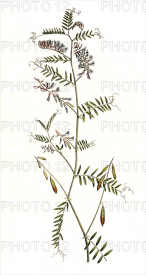 bird vetch