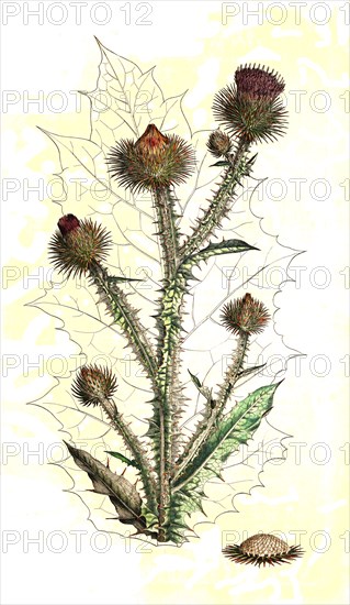 Common cotton thistle